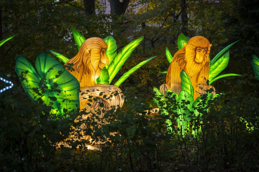 Wystawa Garden of Lights: Dzika Azja we wrocławskim zoo, październik 2024